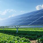 How Agrivoltaics Boosts Both Farm Yields and Solar Energy Production