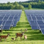 Solar PV Projects That Protect Wildlife: Expert Strategies for Ecosystem Balance