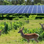 Solar Farms vs Wildlife: Critical Biodiversity Challenges We Must Address