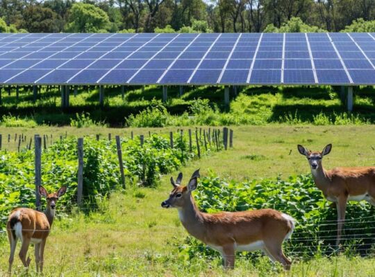 A juxtaposed image of a solar farm intertwined with natural wildlife habitat, highlighting the coexistence between renewable energy installations and ecological conservation, with solar panels and fencing near rich greenery and diverse animal life.