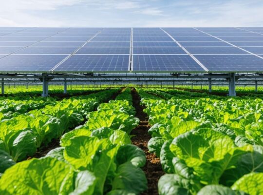 "Solar panels mounted above vegetable rows in a farm setting, illustrating dual-use land potential."