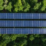 How Forest Wildlife Adapts to Solar PV Installations (New Research)